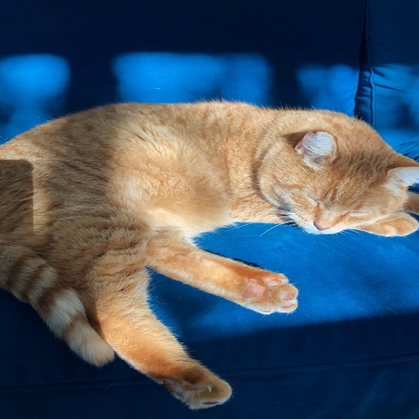 Ginger