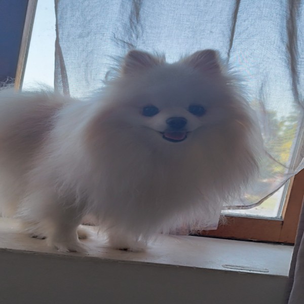 Timéo