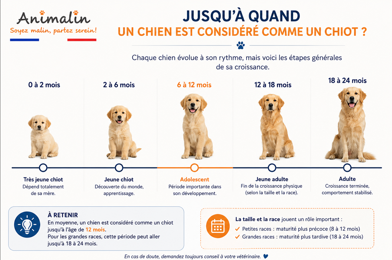 🐶 Jusqu'à quand un chien est-il considéré comme un chiot ?