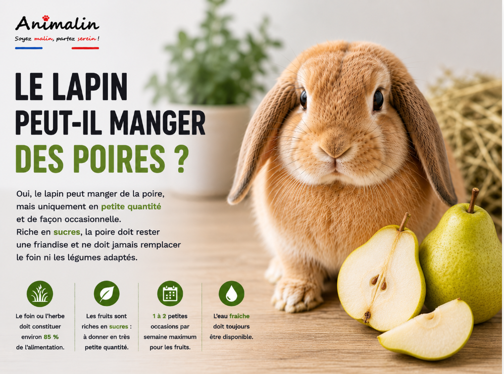 🍐 Le lapin peut-il manger des poires ? Le guide complet (2026)