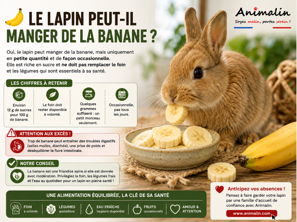 🍌 Le lapin peut-il manger de la banane ? Le guide complet (2026)