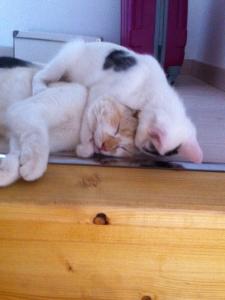Photo du logement