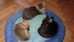 Photo du logement