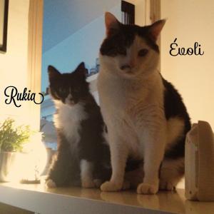 Photo du logement