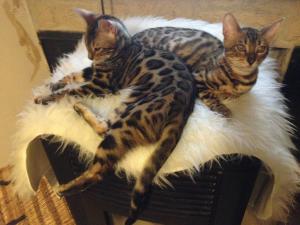 Photo du logement