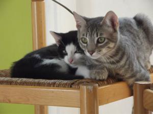 Photo du logement