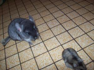 Photo du logement