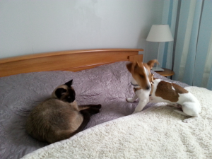 Photo du logement