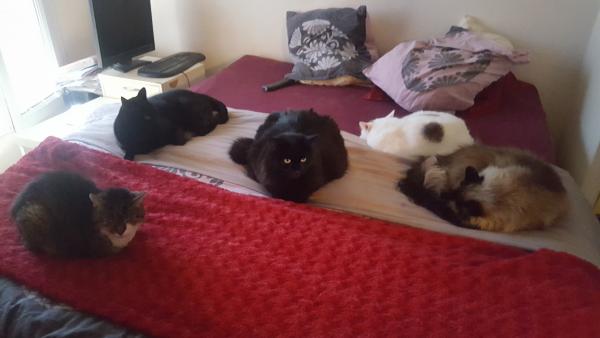 Photo du logement