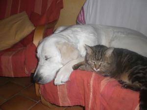Photo du logement
