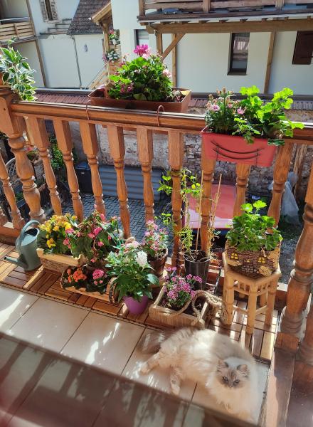 Photo du logement