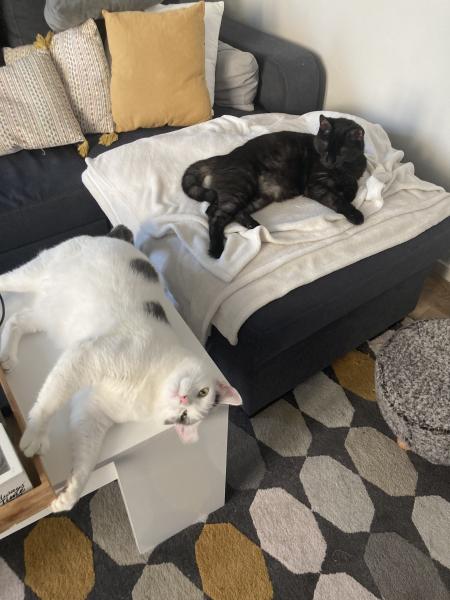 Photo du logement