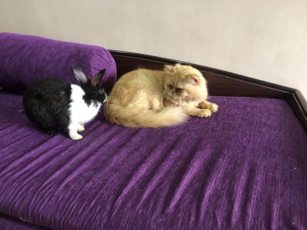 Photo du logement