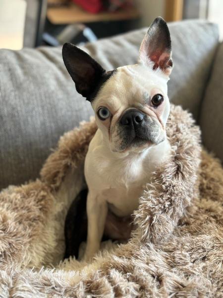 Photo du logement
