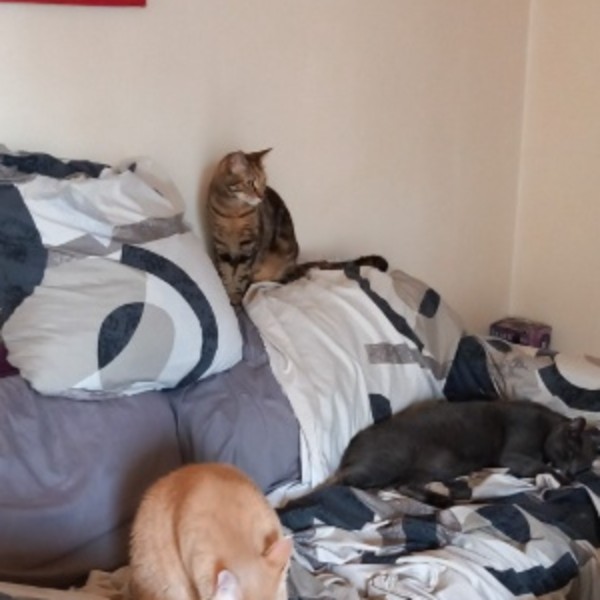 Photo du logement