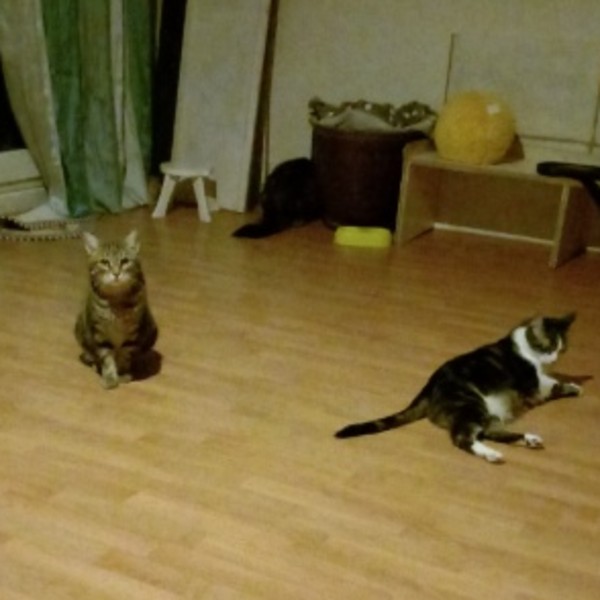 Photo du logement