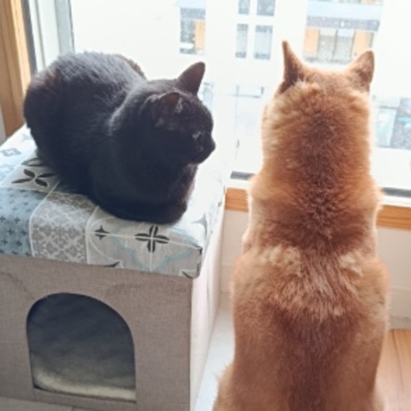 Photo du logement
