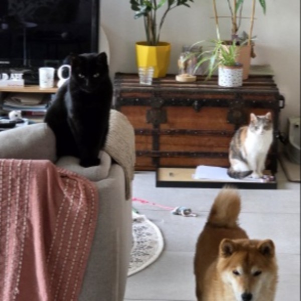 Photo du logement