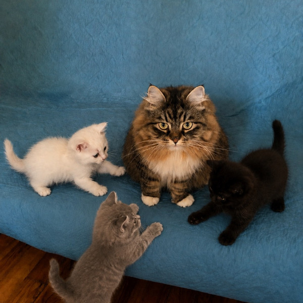 Photo du logement