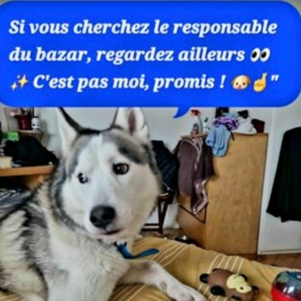 Photo du logement