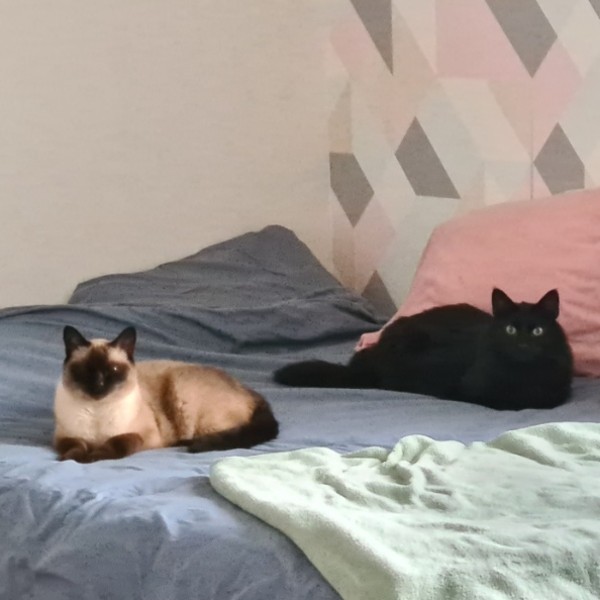 Photo du logement