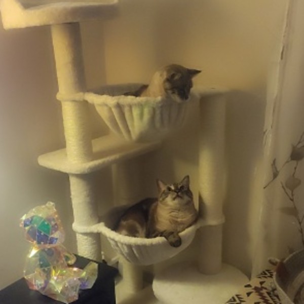 Photo du logement