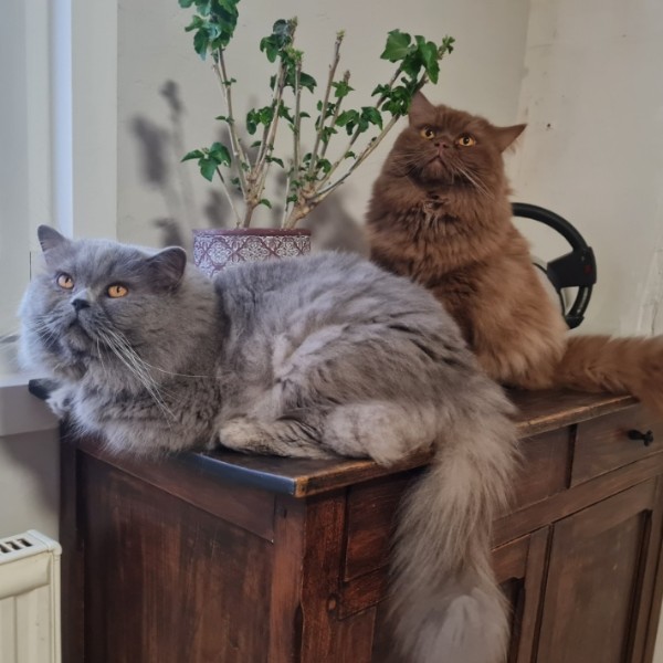 Photo du logement