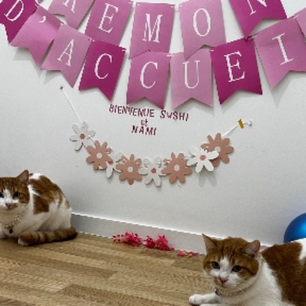 Photo du logement