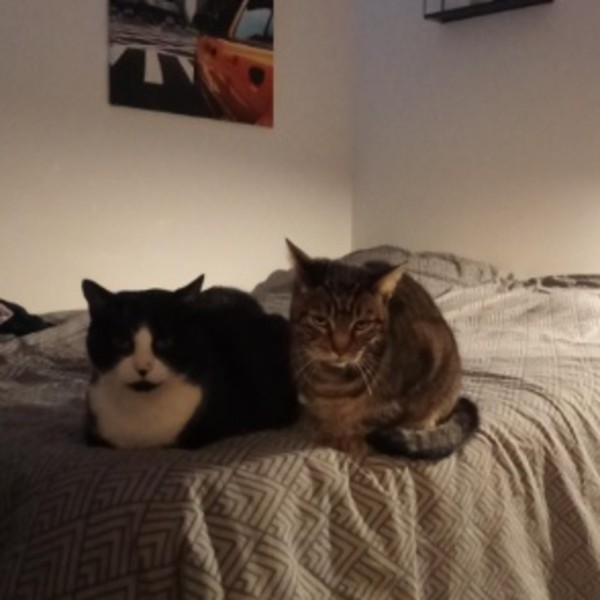 Photo du logement