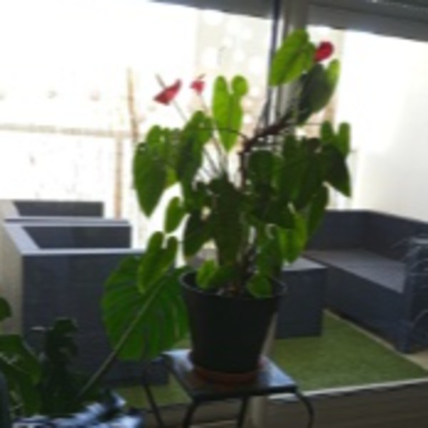 Photo du logement