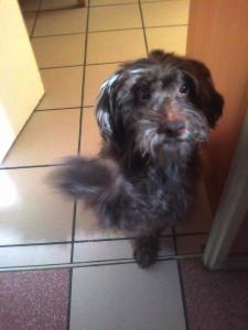 Morgane