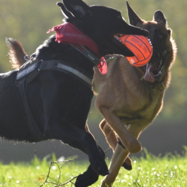 lorène