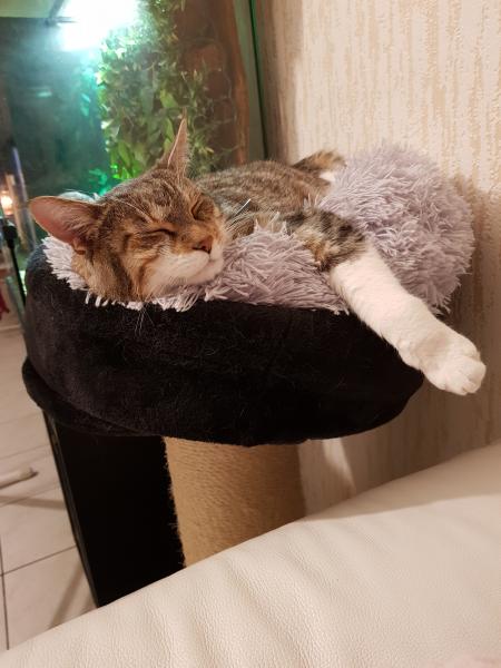Mélissa