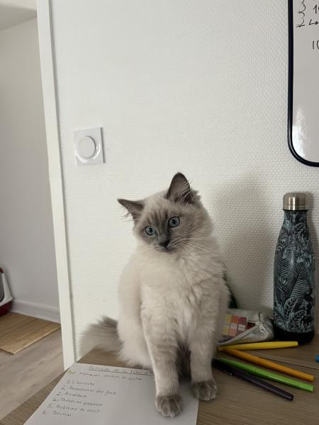 Camille