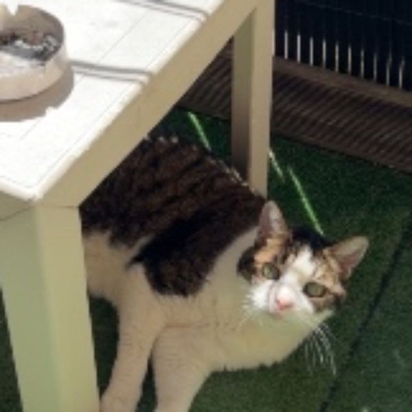 Marine
