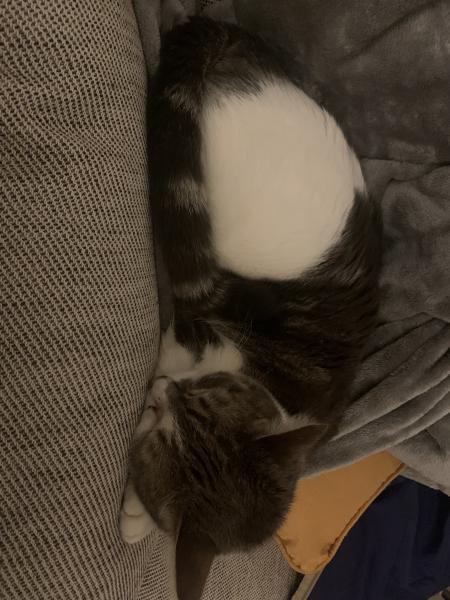 Stella