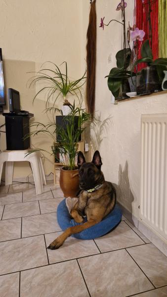 Sylvie