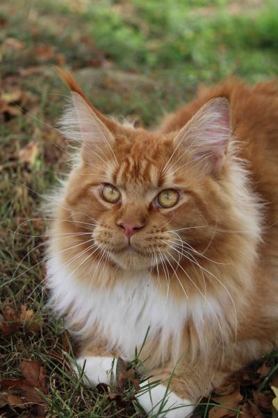 Flavie