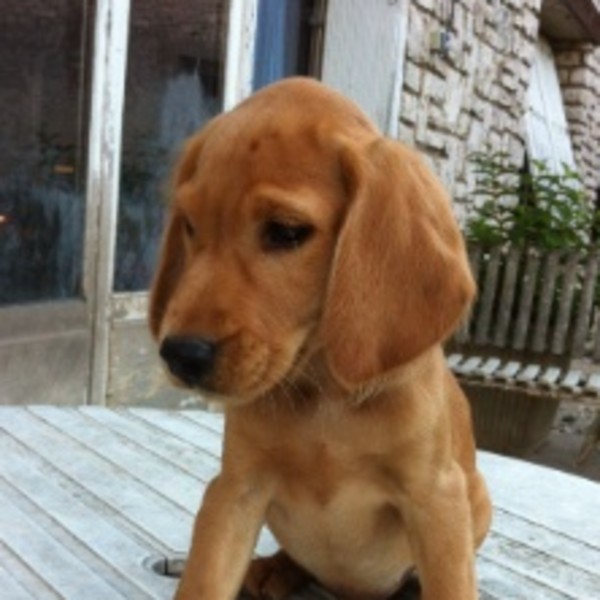 Carole