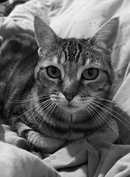 Sylvie