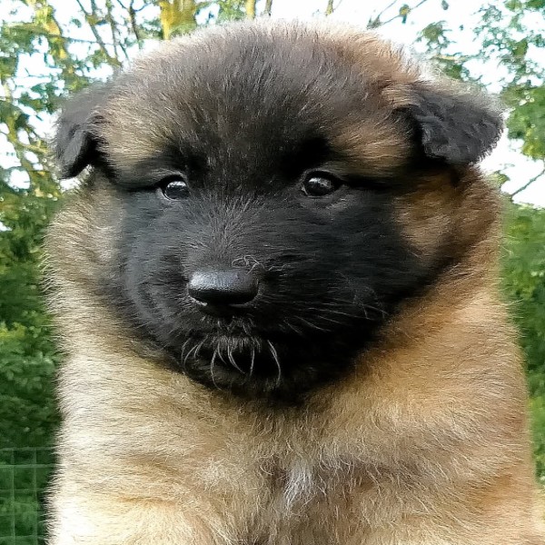 Eléonore