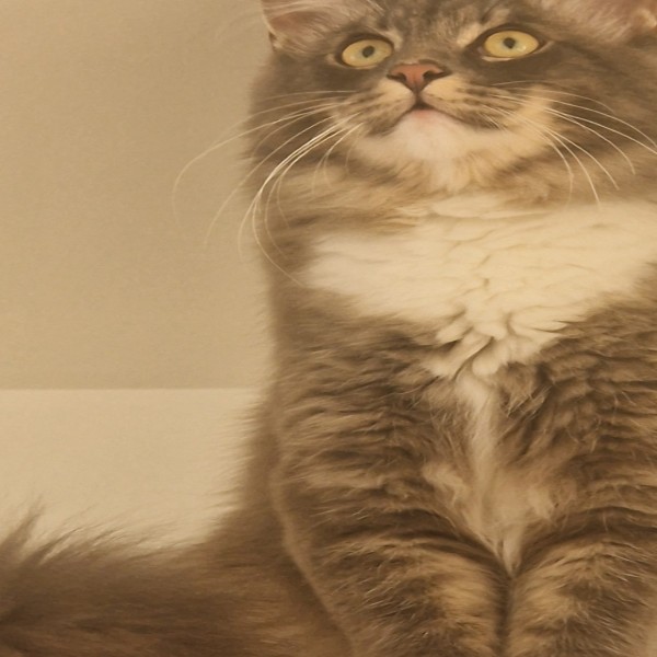 Evelyne