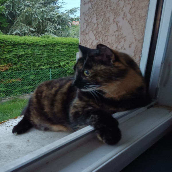 Louisa