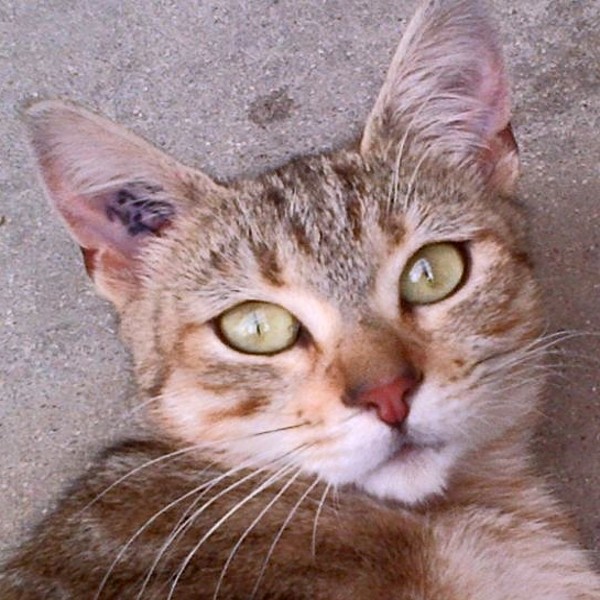 Esmina