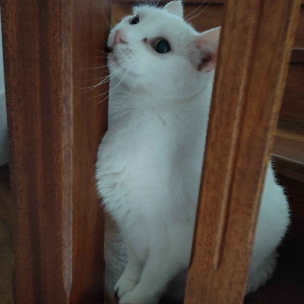 Maël